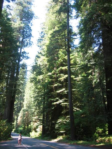 <i><b>289-Redwood NP</b></i>